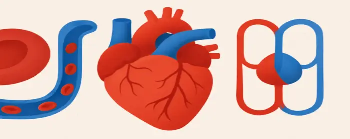 AI-generated educational cover illustration for Human Transport: Blood, Heart and Double Circulation