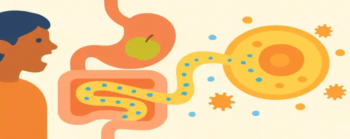 AI-generated educational cover illustration for Human Nutrition: From Bite to Body Cells