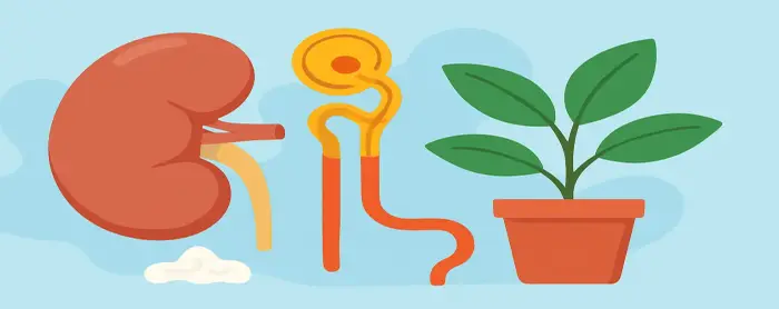 AI-generated educational cover illustration for Excretion: Kidneys, Nephrons and Plant Waste